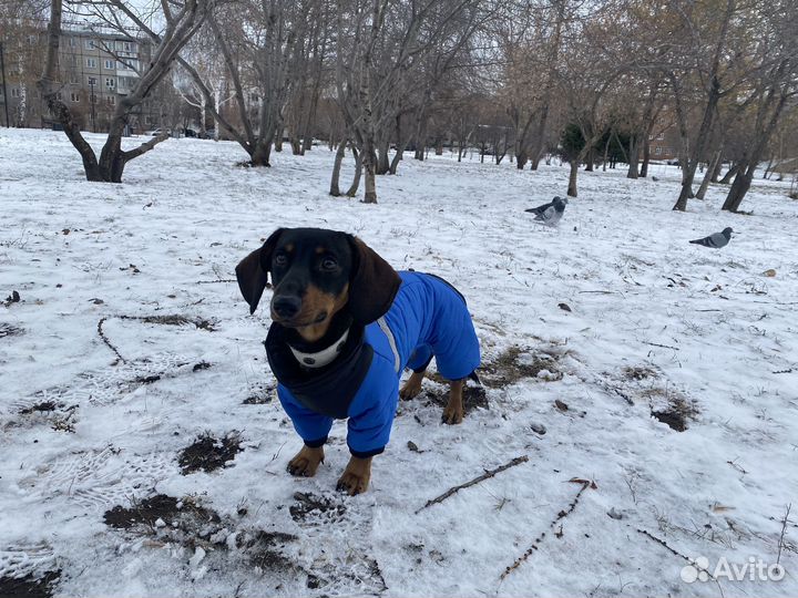 Зимний комбинезон для таксы