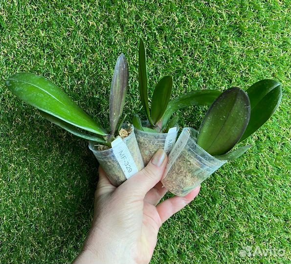 Орхидея Фаленопсис Белый Пелор