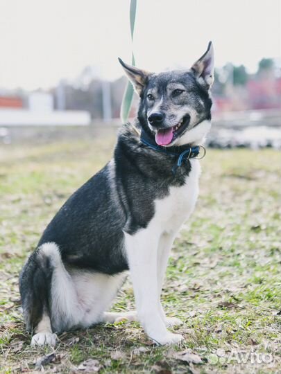 Небольшая собака из приюта ждет хозяина