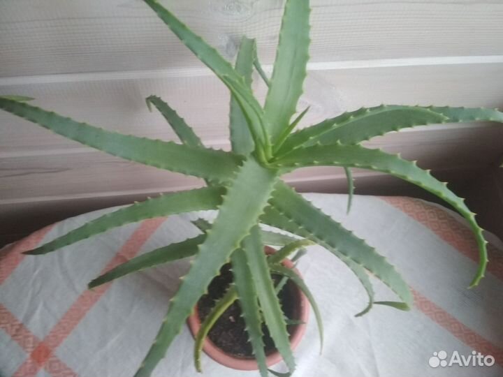 Алоэ столетник в горшке
