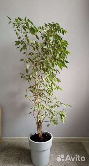 Фикус бенджамина большой