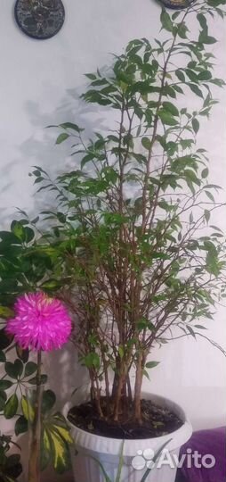 Фикус бенджамина