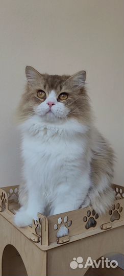 Шоколадный британец