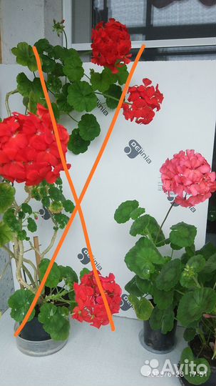 Пеларгония герань