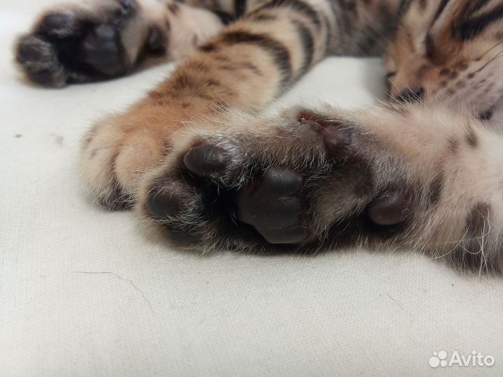 Бенгальские котята