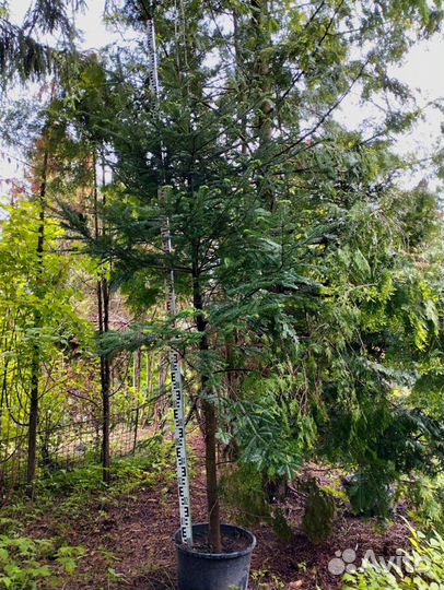 Пихта вича крупномер 3,3 метра