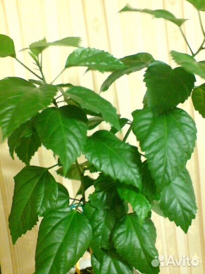 Китайская роза