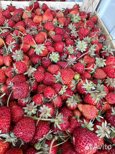 Клубника свежая