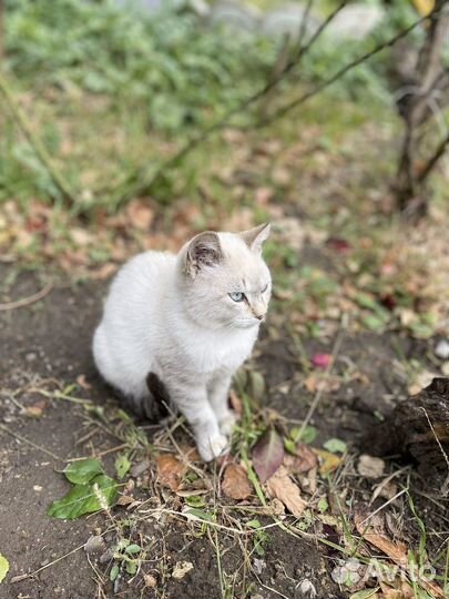 Котенок