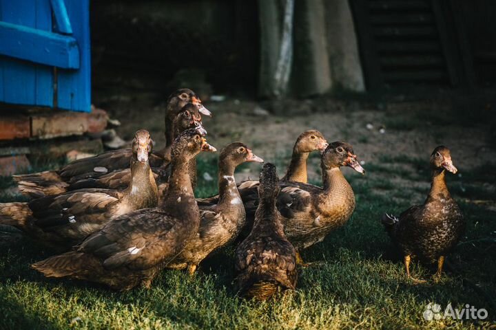 Зерно, комбикорм, отруби