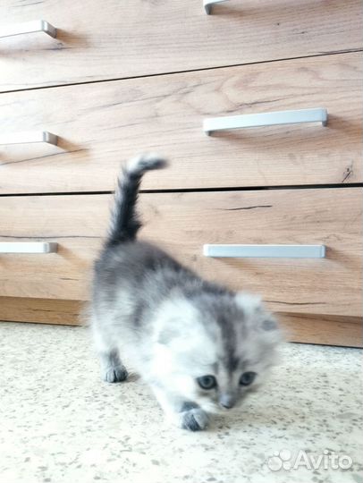 Отдам в добрые руки котят