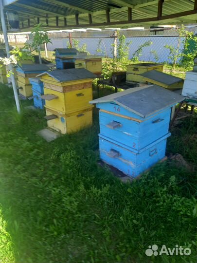 Ульи для пчел б/ у Дадан