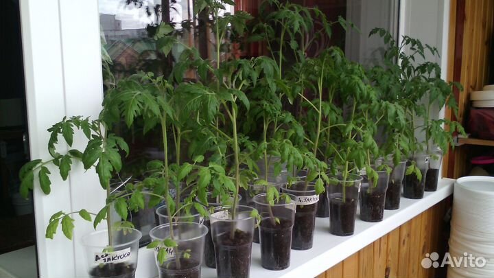 Рассада,томаты,перцы,ящики,ведра 3л,5л,10л