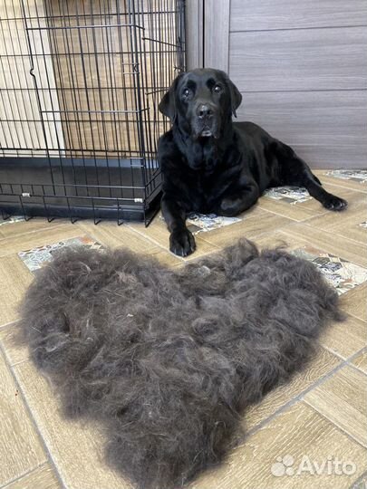 Стрижка собак и кошек