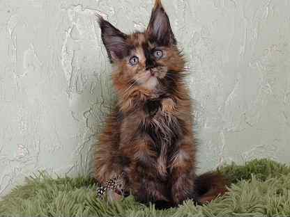 Порно: Дик қандай болуы керек