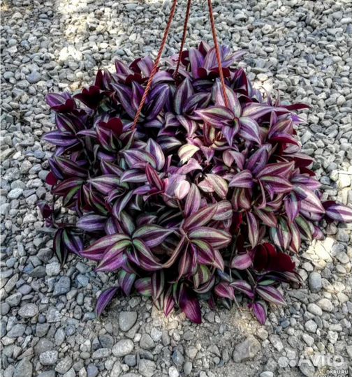 Традесканция зебрина ампельная