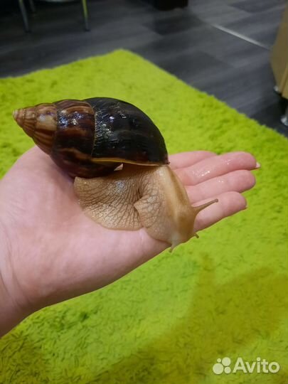 Улитки ахатины