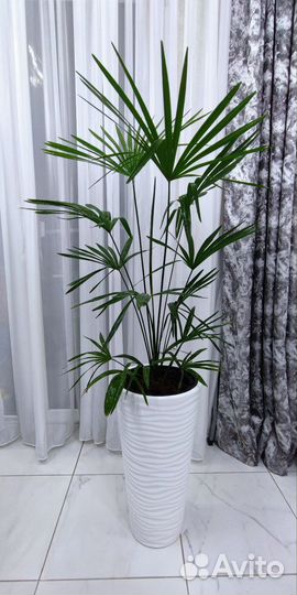 Пальма Трахикарпус Форчуна