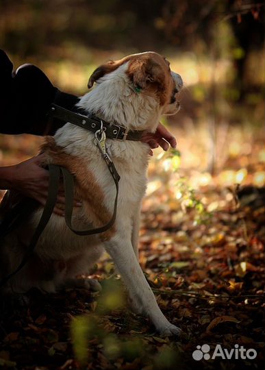 Душевный Бинго