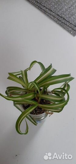 Хлорофитум кудрявый
