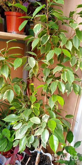 Комнатные цветы