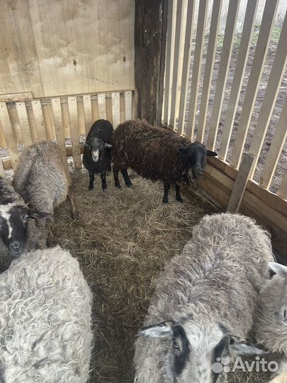 Овцы бараны ягнята