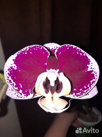Орхидея фаленопсис Лиодоро
