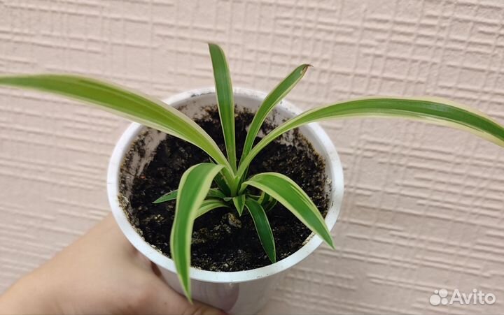 Хлорофитум. Остатки на 2 фото