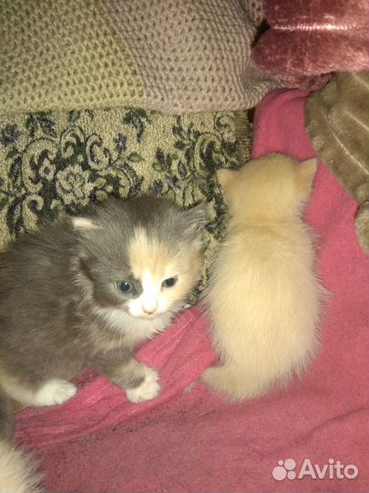 Трехцветная кошка