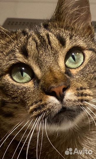 Котик ищет своих мам и пап