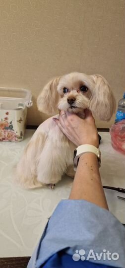 Стрижка собак и кошек. Груминг Курортный р-н