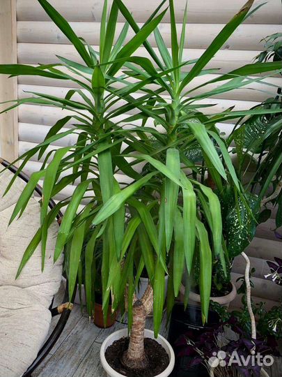 Пальма юкка