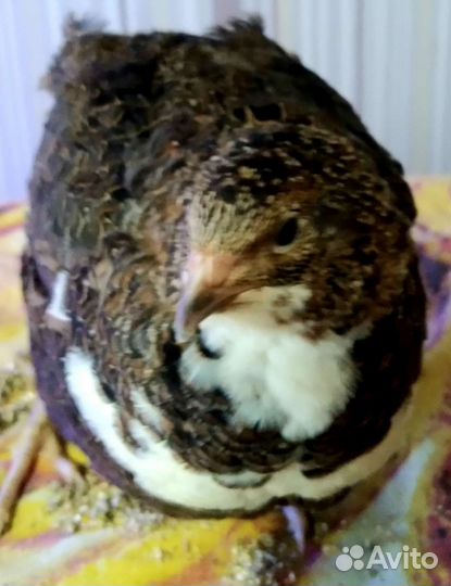 Инкубационное яйцо