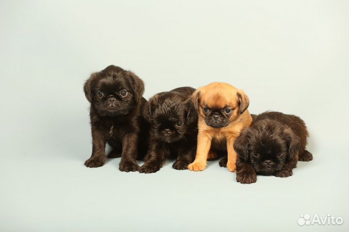 Гриффоны и Брабансоны