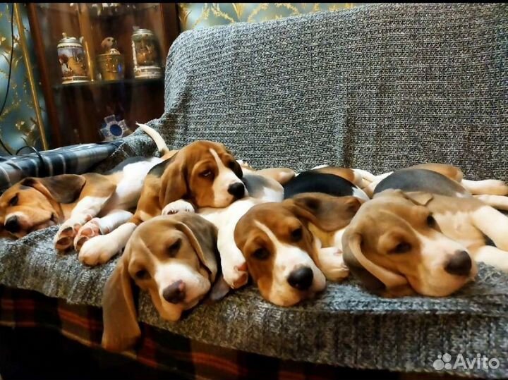 Щенки бигль классика в Москве