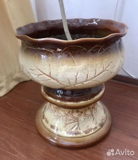 Гибискус китайская роза