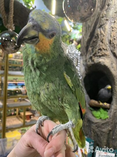 Ручной попугай