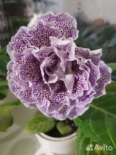 Глоксиния махровая 