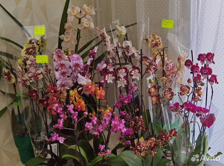 Редкие сортовые цветущие орхидеи фаленопсис