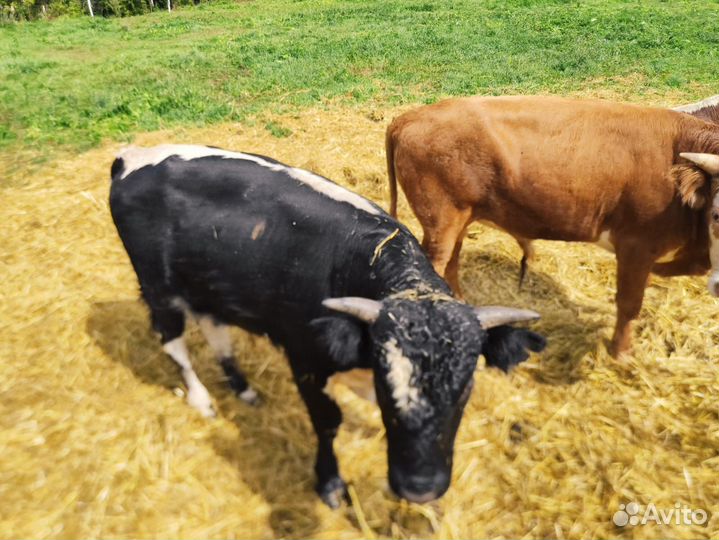 Бычки и телки