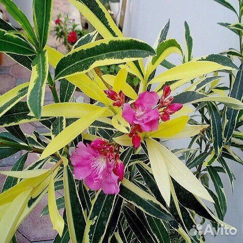 Комн цветы разные