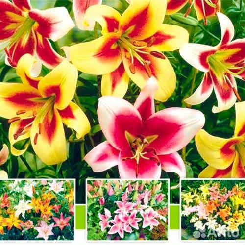 Лилии луковицы 50 сортов и др цветы