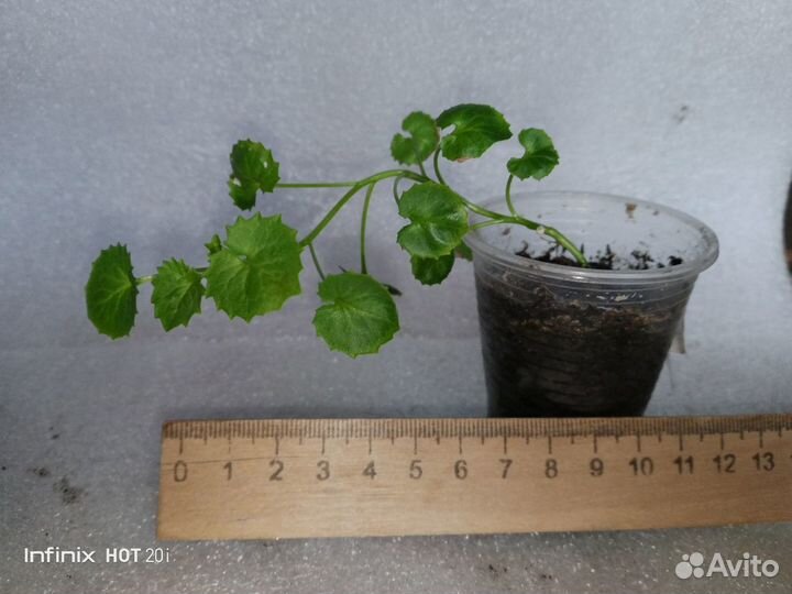 Кампанула/колокольчик/невеста Альба