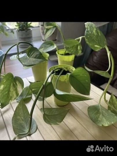 Много цветов