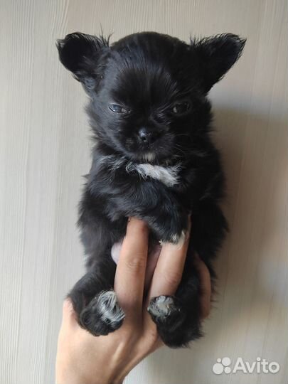 Чихуахуа микро девочка и мини мальчик