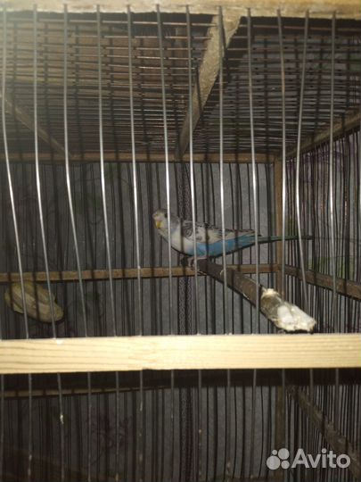 Птенцы попугая