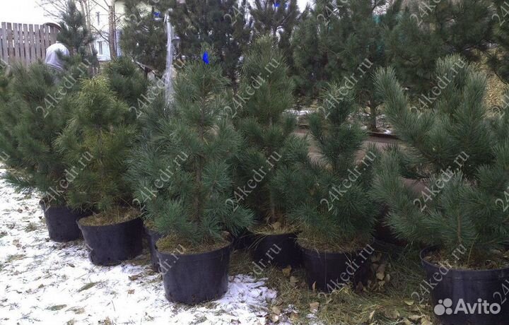 Сибирский кедр экстра класс. Саженцы