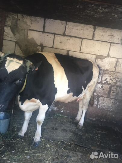 Корова и тёлка