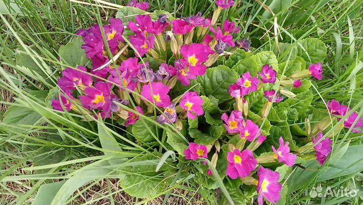 Флоксы многолетние(разные цвета), лилейник