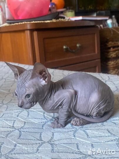 Донской сфинкс котята и один котенок браш